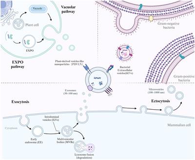 Frontiers | Emerging Role Of Extracellular Vesicles In Veterinary ...